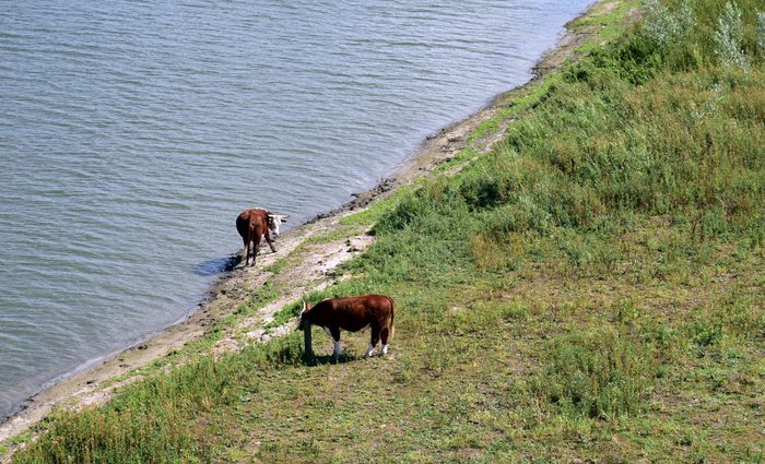 Koeien vecht