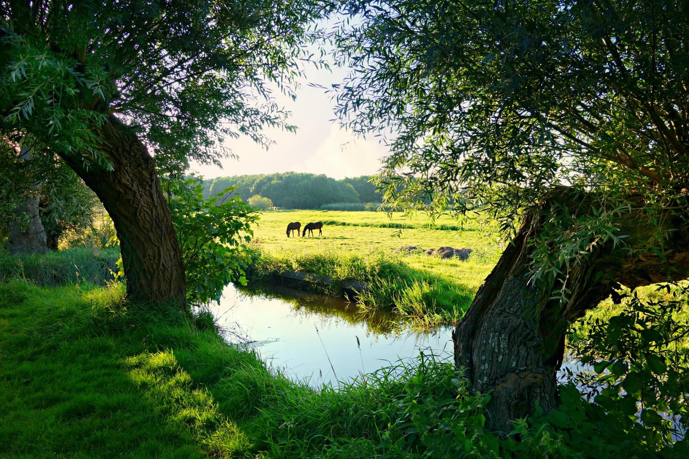 Stock Landelijk gebied Sloot en bomen