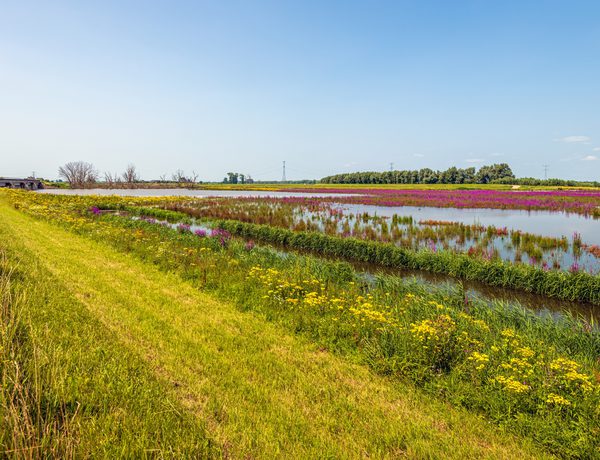 Header Project Aanleg waterberging en natuurvriendelijke oevers in Altena